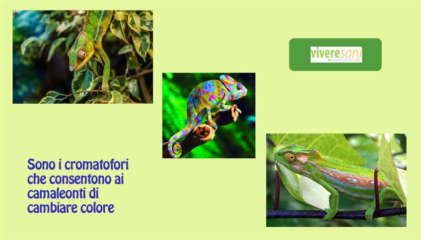 Cambiare colore come un camaleonte Cambiare colore come un camaleonte